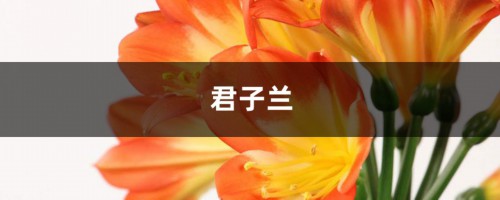 栀子君子兰……3年不开花？不做这1点，别想开花！