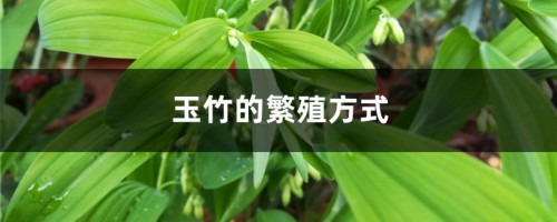 玉竹的繁殖方式